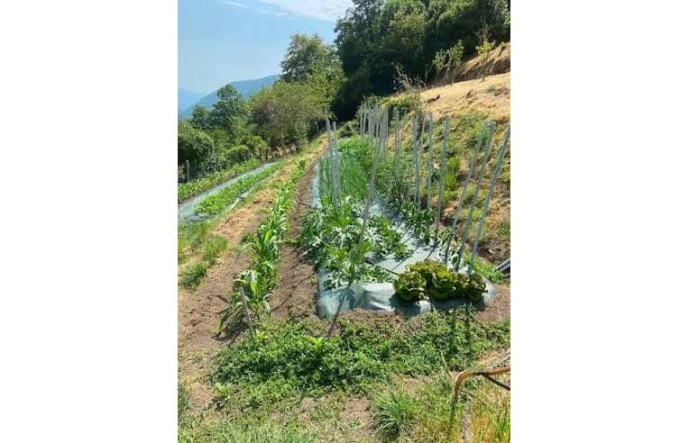 terreno agricolo in vendita a Massa