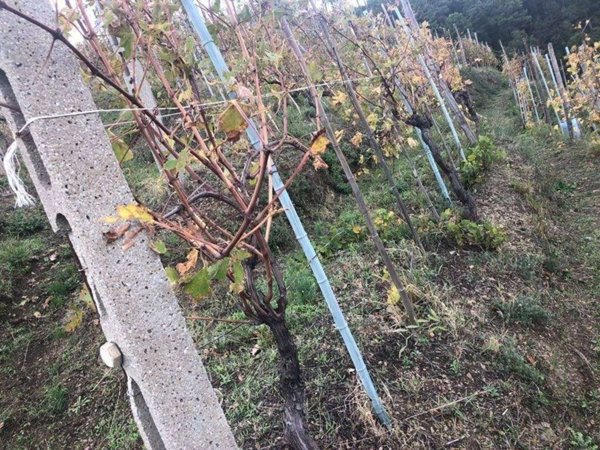capannone in vendita a Massa