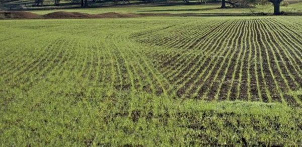 terreno agricolo in vendita a Montignoso in zona Cinquale
