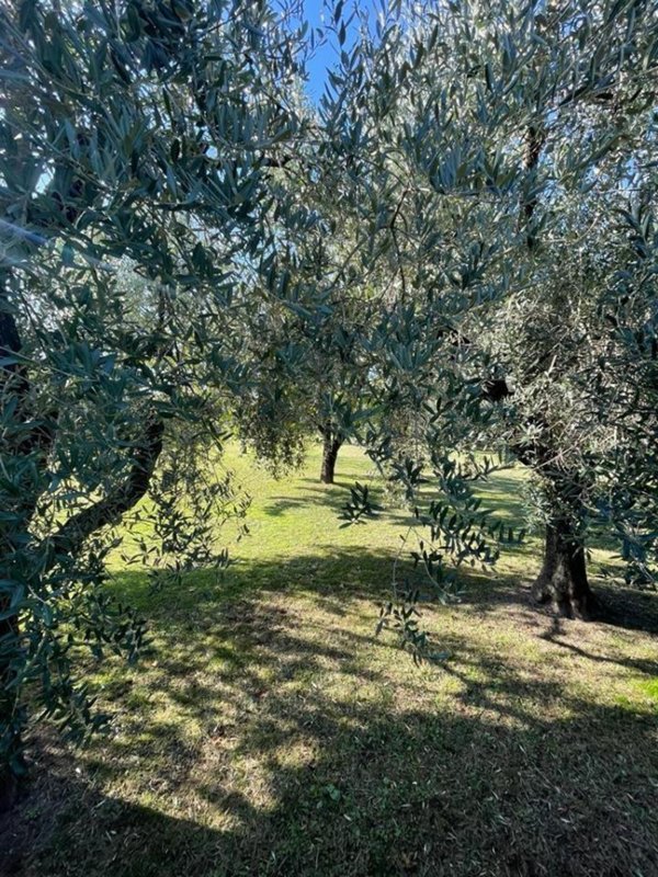 negozio in vendita a Montignoso in zona Cinquale