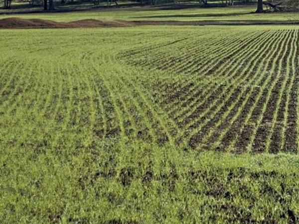 terreno agricolo in vendita a Montignoso in zona Debbia