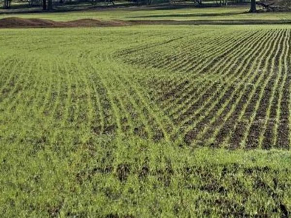 terreno agricolo in vendita a Montignoso in zona Debbia
