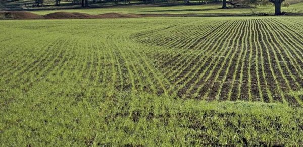 terreno agricolo in vendita a Montignoso in zona Cinquale