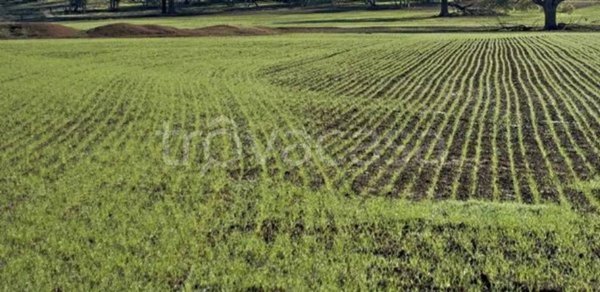 terreno agricolo in vendita a Montignoso in zona Cinquale