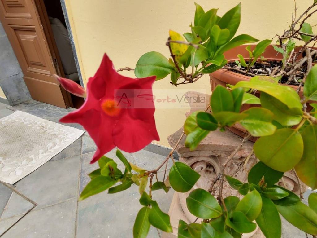 casa indipendente in vendita a Montignoso in zona Cervaiolo