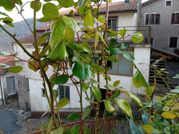 casa indipendente in vendita a Tresana