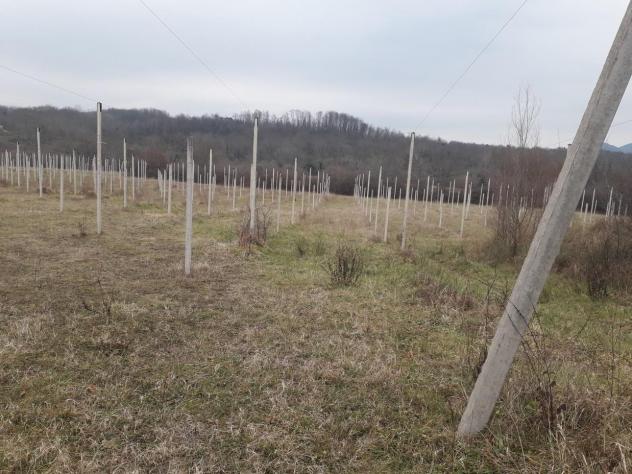 terreno agricolo in vendita a Villafranca in Lunigiana