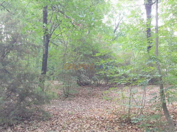 terreno agricolo in vendita ad Altopascio