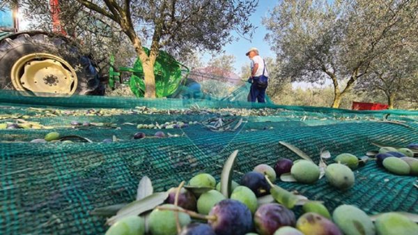 terreno agricolo in vendita ad Altopascio in zona Marginone
