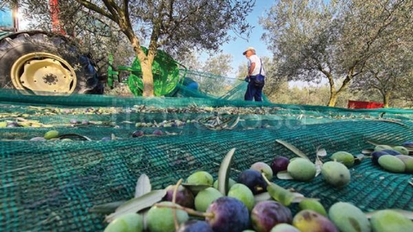 terreno agricolo in vendita ad Altopascio in zona Marginone