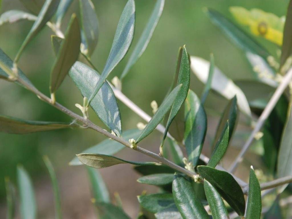 terreno agricolo in vendita a Camaiore in zona Capezzano Pianore
