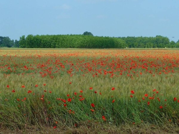 terreno agricolo in vendita a Camaiore in zona Capezzano Pianore