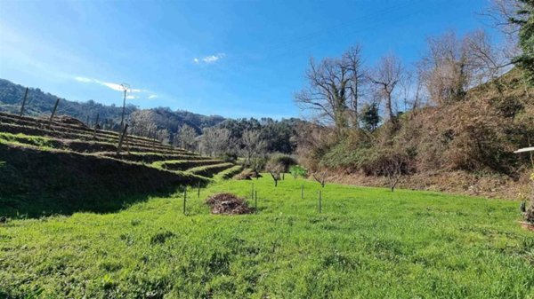 terreno agricolo in vendita a Camaiore