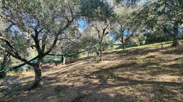 terreno agricolo in vendita a Camaiore