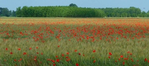 terreno agricolo in vendita a Camaiore in zona Vado