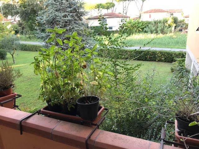 appartamento in vendita a Camaiore