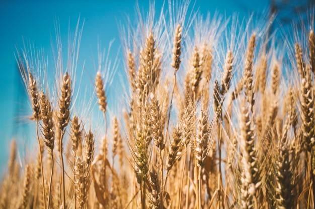 terreno agricolo in vendita a Camaiore in zona Pontemazzori