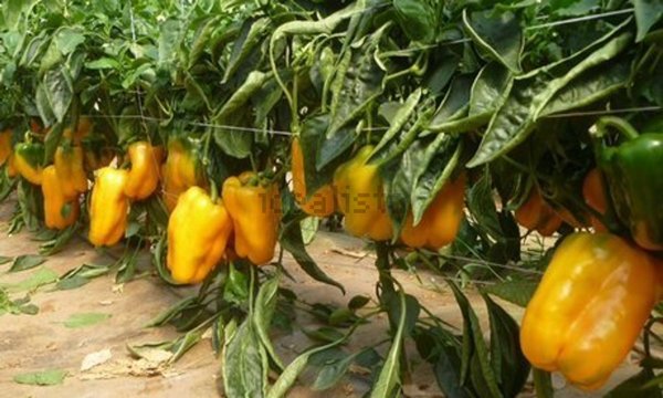 terreno edificabile in vendita a Camaiore