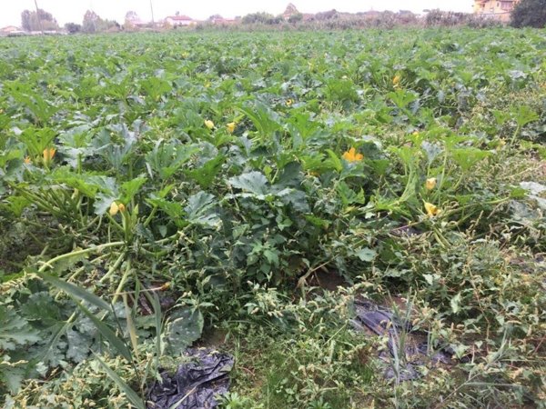 terreno agricolo in vendita a Camaiore in zona Capezzano Pianore