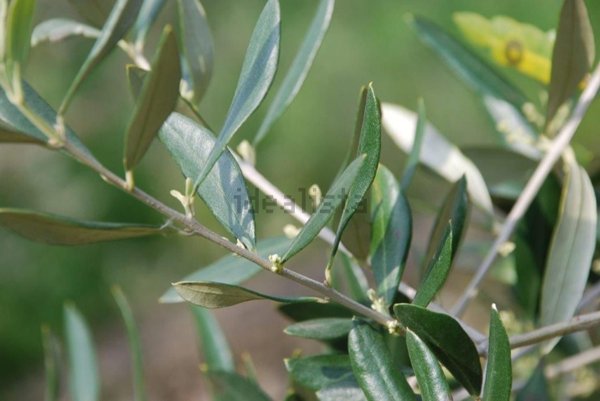 terreno agricolo in vendita a Camaiore in zona Capezzano Pianore