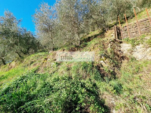terreno agricolo in vendita a Camaiore in zona Torcigliano