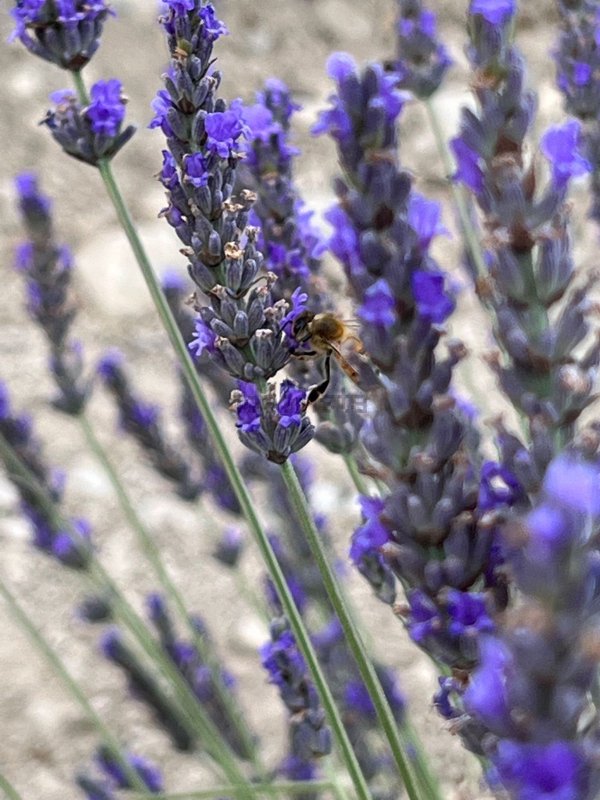 casa indipendente in vendita a Camaiore