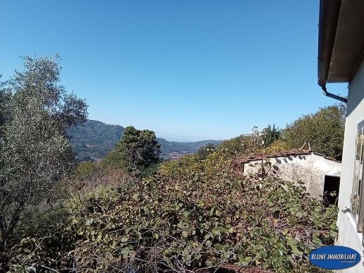 esavano in vendita a Camaiore