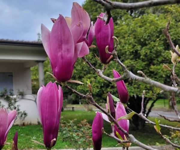 casa indipendente in vendita a Camaiore in zona Valpromaro