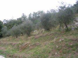 terreno agricolo in vendita a Camaiore