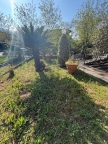 casa indipendente in vendita a Camaiore