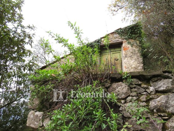 terreno agricolo in vendita a Camaiore in zona Greppolungo