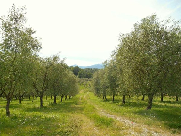 appartamento in vendita a Capannori in zona Lunata
