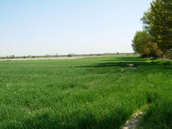 terreno agricolo in vendita a Capannori in zona Carraia