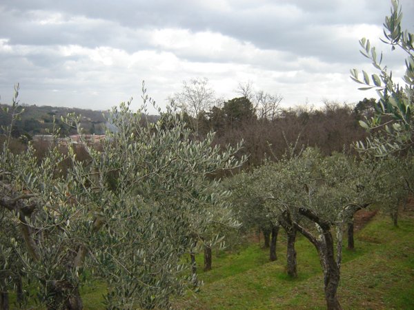 terreno agricolo in vendita a Capannori