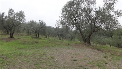 terreno agricolo in vendita a Capannori in zona Marlia
