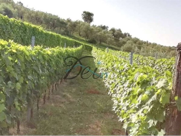 terreno agricolo in vendita a Capannori in zona Lammari