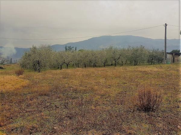terreno agricolo in vendita a Capannori