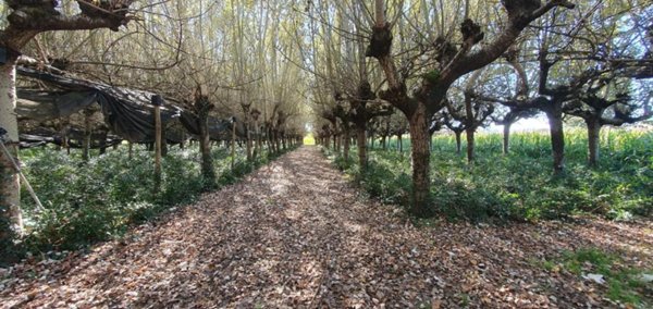 terreno agricolo in vendita a Capannori