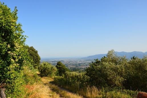azienda agricola in vendita a Capannori