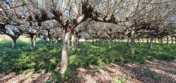 terreno agricolo in vendita a Capannori