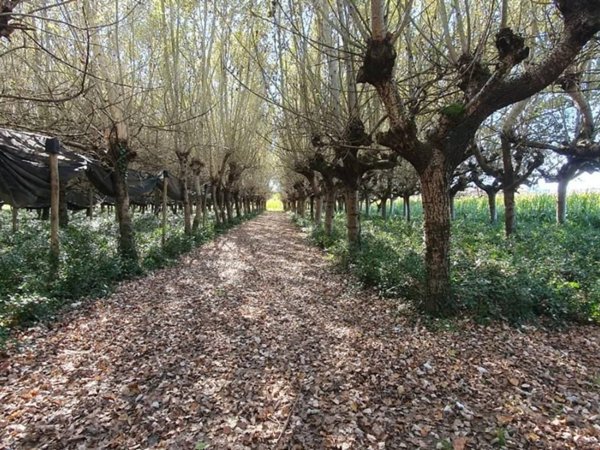 terreno agricolo in vendita a Capannori