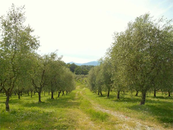 ufficio in vendita a Capannori in zona Lunata
