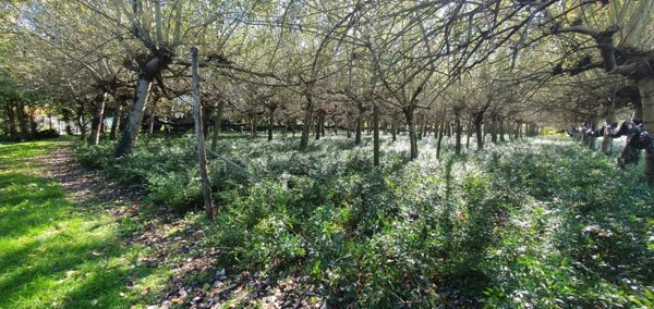 terreno agricolo in vendita a Capannori