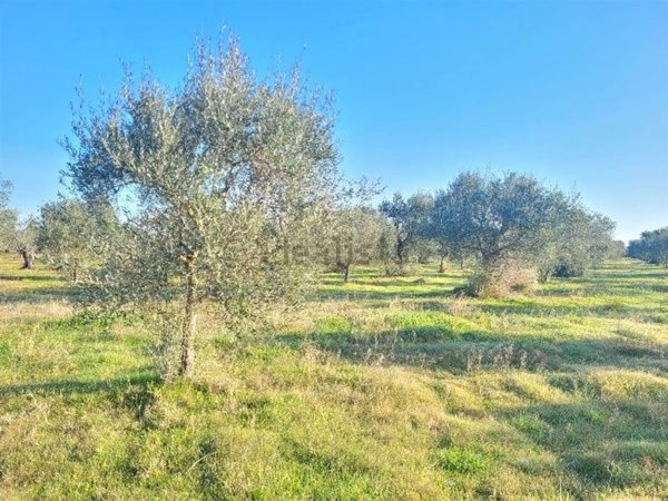 terreno agricolo in vendita a Capannori