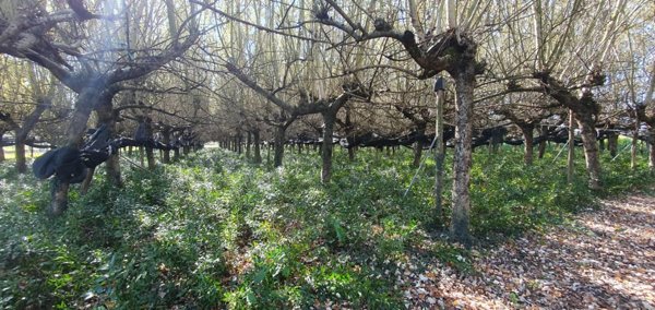 terreno agricolo in vendita a Capannori