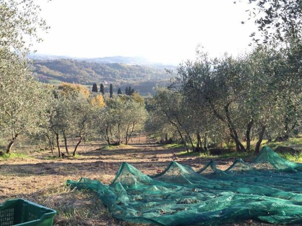 terreno agricolo in vendita a Capannori in zona San Gennaro