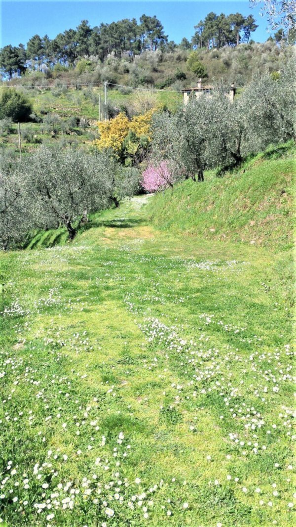 terreno agricolo in vendita a Capannori