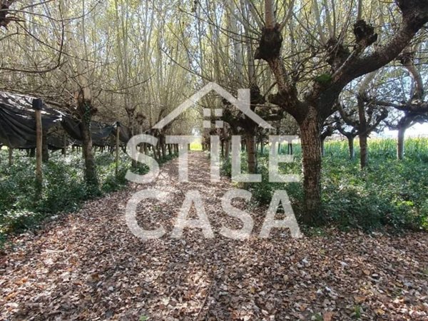 terreno agricolo in vendita a Capannori
