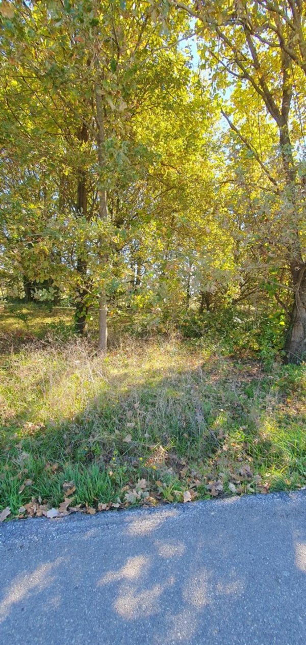 terreno agricolo in vendita a Capannori