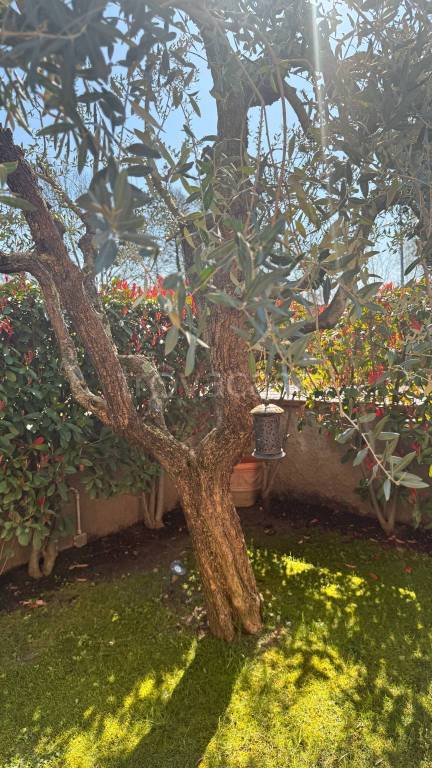 casa indipendente in vendita a Capannori in zona Lammari